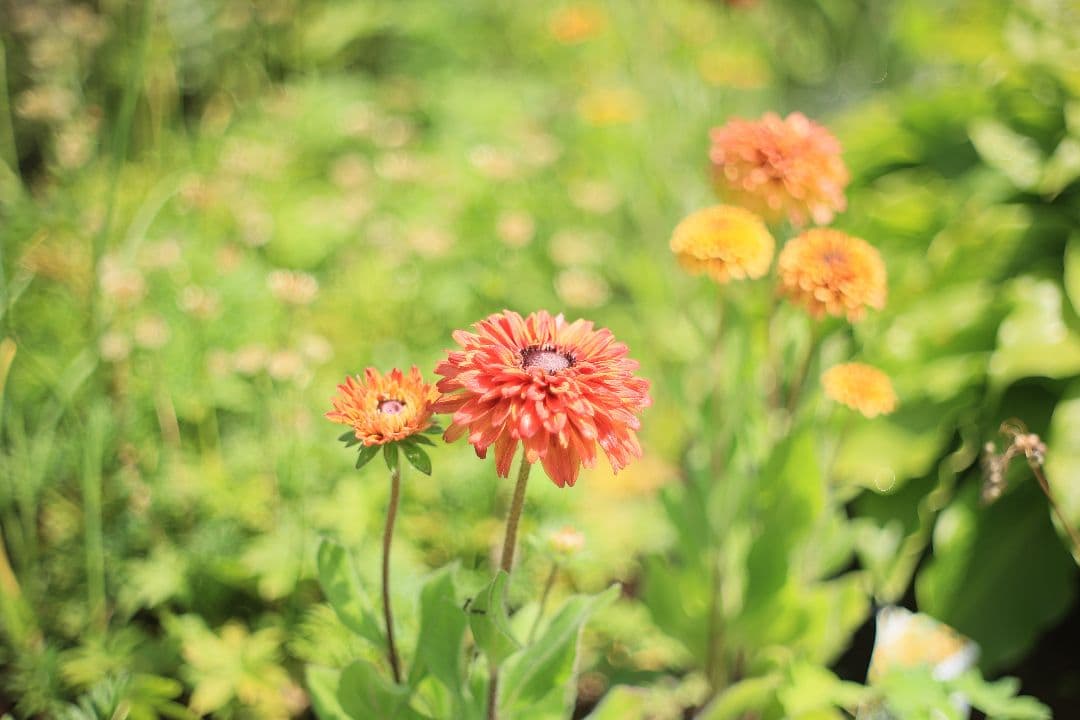 《希少》C.C Auto Petri 50mm F1.7（M42）【良品】