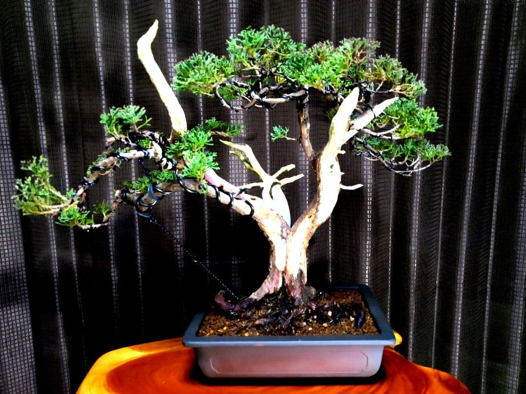 【中品　真柏盆栽】　　　　　⭕古木太幹…新春限定価格❗ 　　　★延長中★