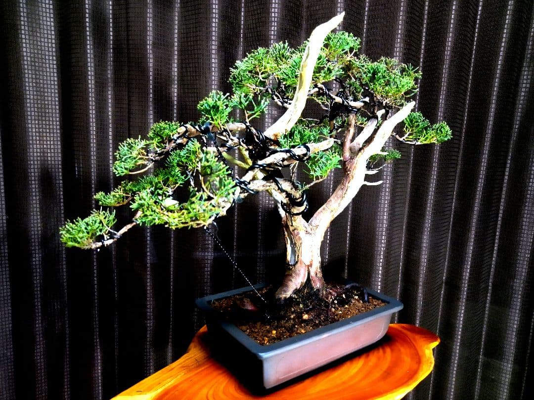 【中品　真柏盆栽】　　　　　⭕古木太幹…新春限定価格❗ 　　　★延長中★