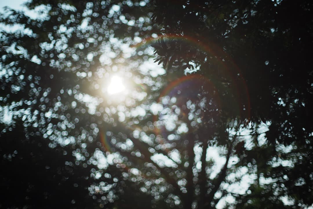 【極美品】Carl Zeiss Planar 50mm F1.4 AEJ 386