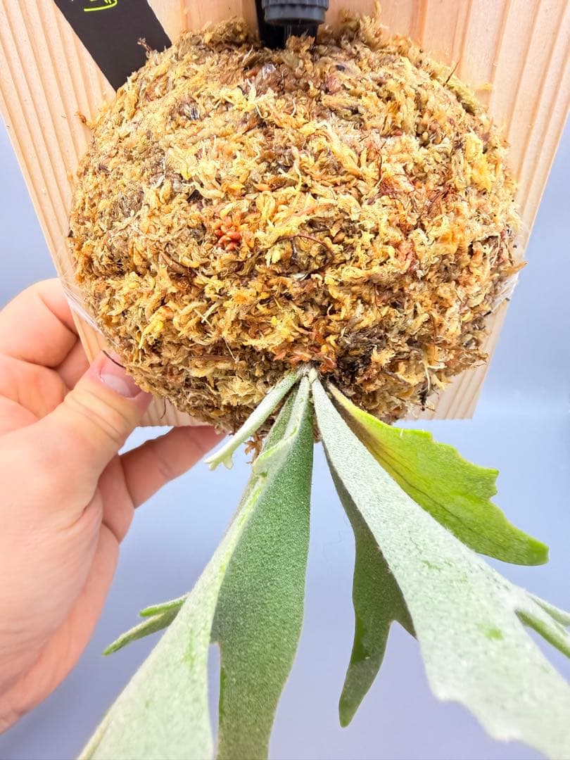 ビカクシダwillinckii Golden Boy spore金童ドワーフ特選