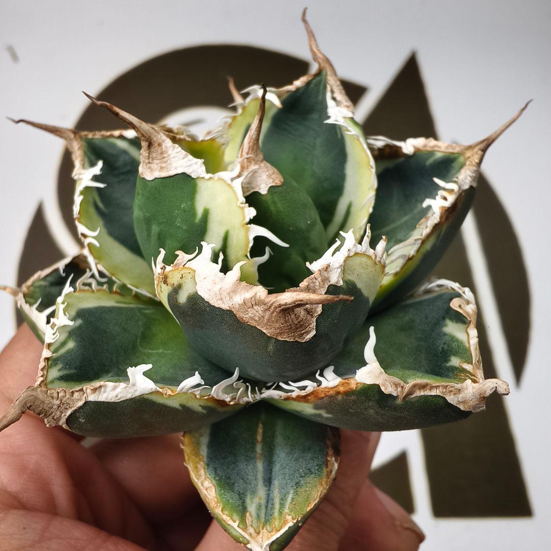 868【上澳園芸】アガベ チタノタSAD 白覆輪斑