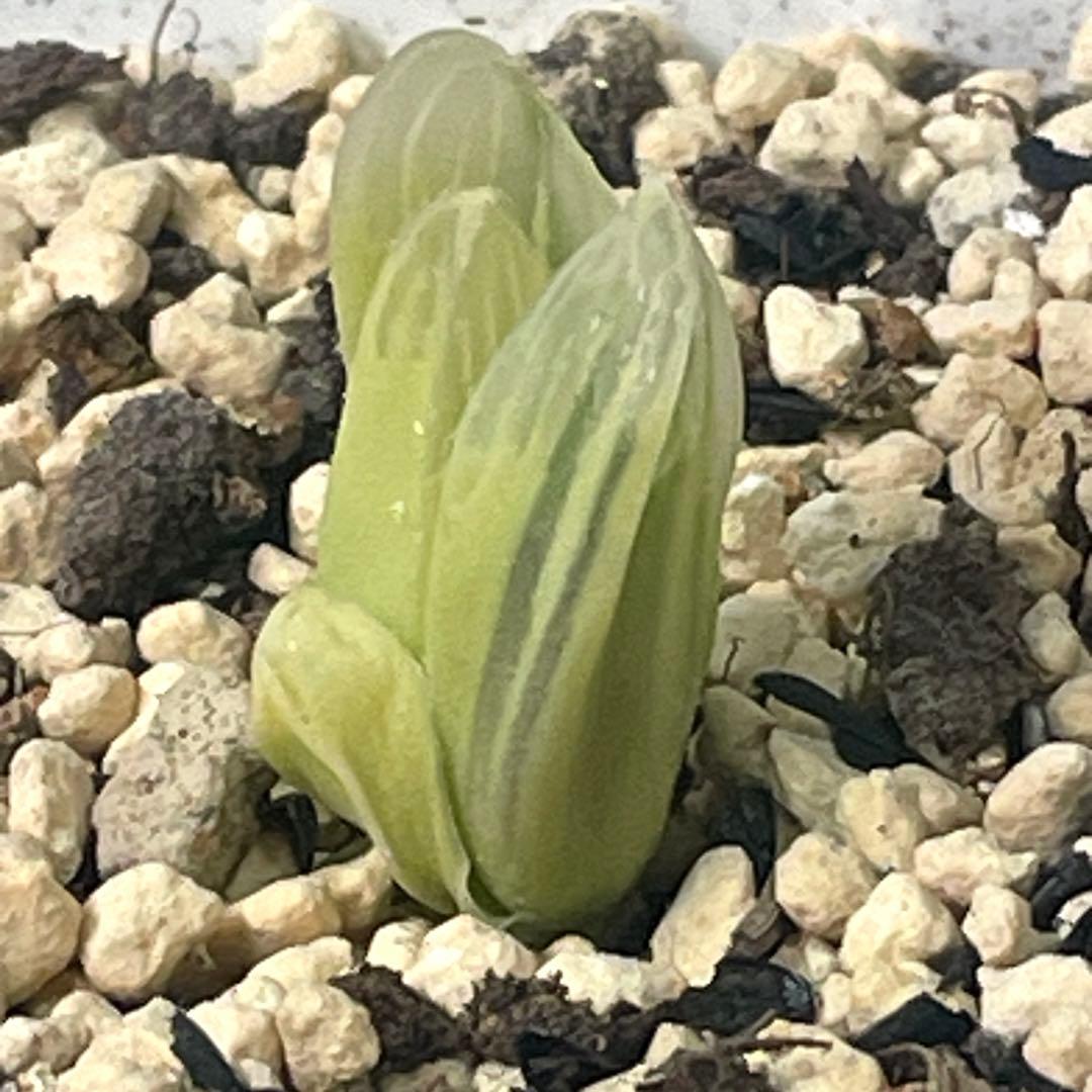 UFOさまご確認用！　ハオルチア　白蛇伝