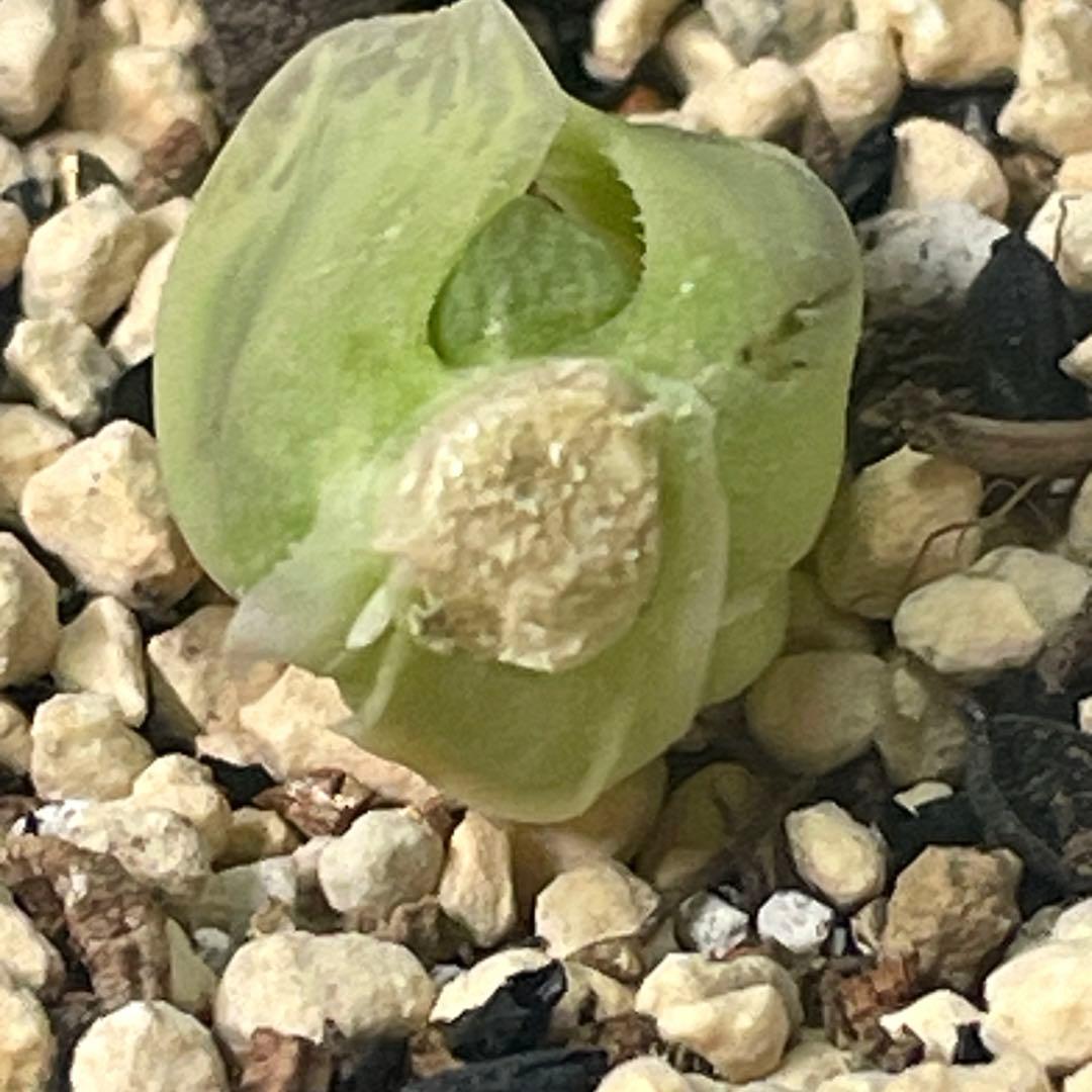 UFOさまご確認用！　ハオルチア　白蛇伝