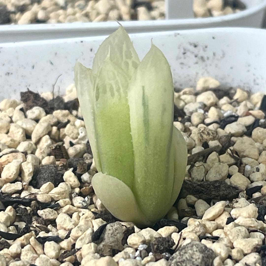 UFOさまご確認用！　ハオルチア　白蛇伝