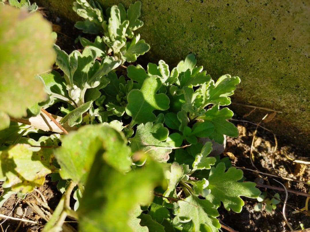 菊苗 冬至芽 3本