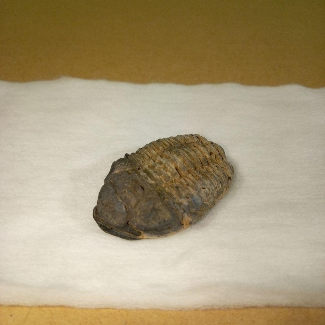 三葉虫　化石　三葉虫化石　究極のレトロ　fossil　ボリビア産　化石管理番号⑧