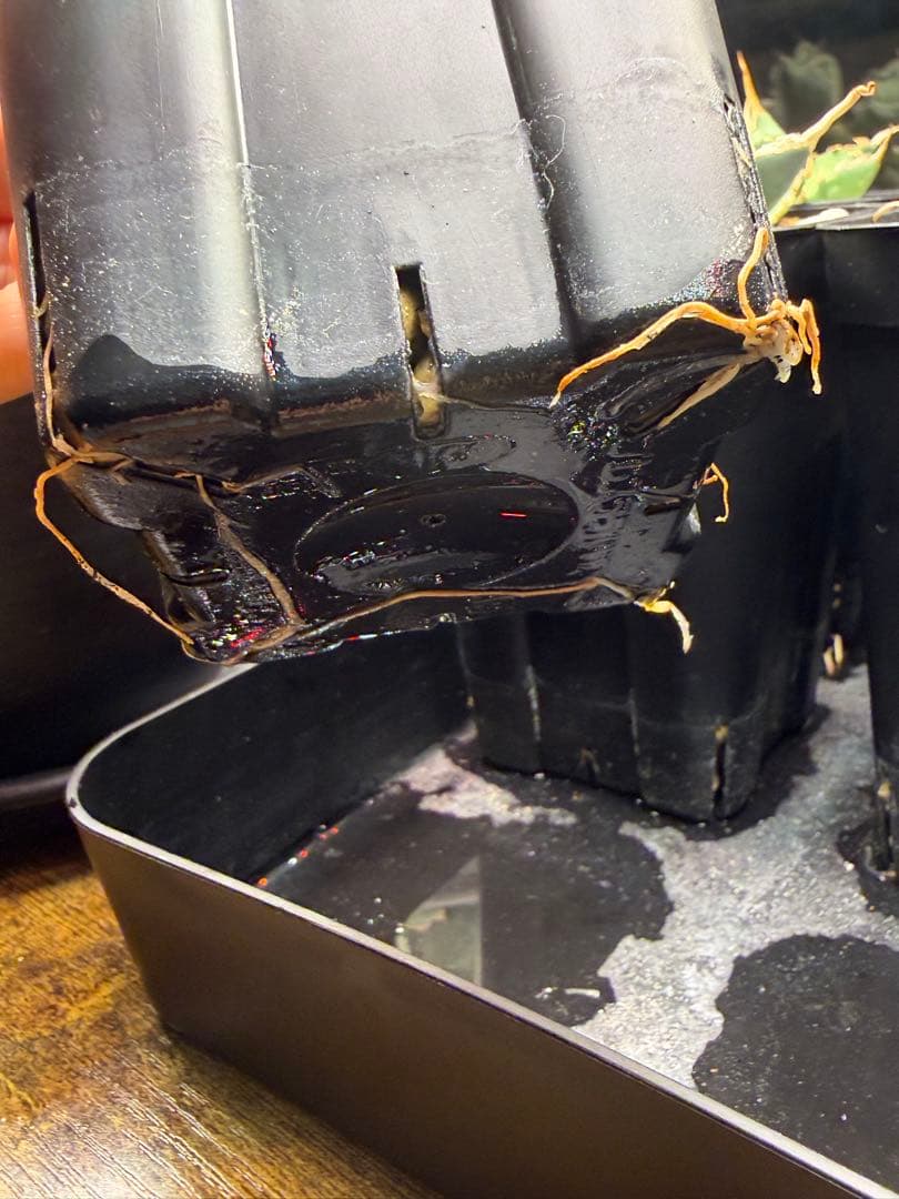 【最終】エボリスピナ× BB hybrid ハイブリッド①発根活着