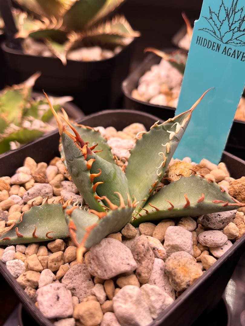 【最終】エボリスピナ× BB hybrid ハイブリッド①発根活着