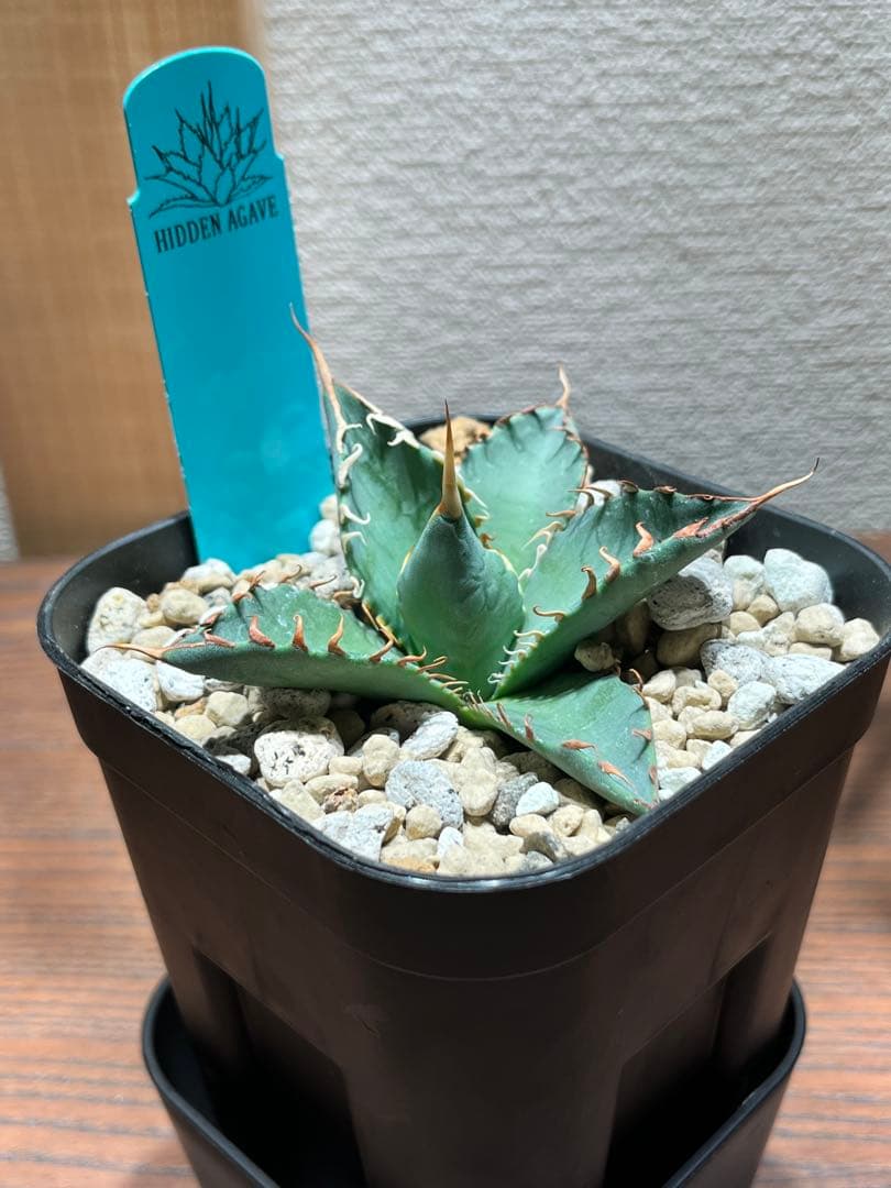 【最終】エボリスピナ× BB hybrid ハイブリッド①発根活着