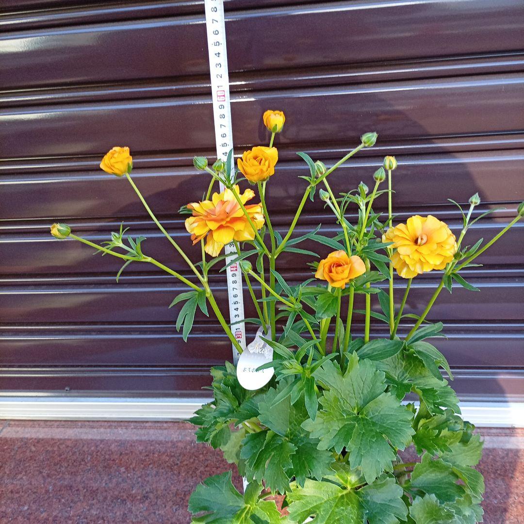 希少品種ラナンキュラスラックス ポスポロス 鉢花5号　60ｃｍ　現物発送