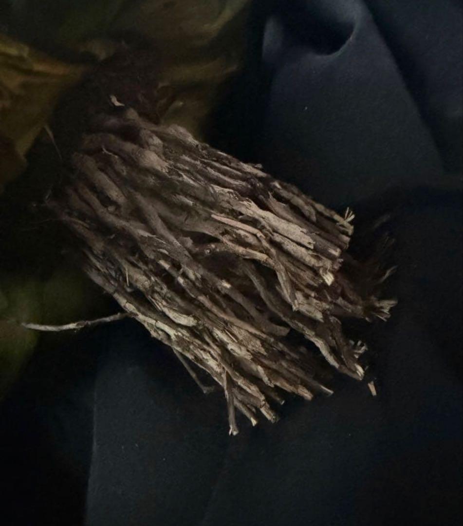 アガベ ダルマ笹の雪　濃白大苗◇ドライガーデン多肉サボテン　アロエ　チタノタ南国