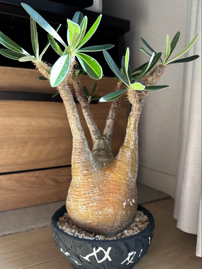 パキポディウムグラキリス 【鉢付き】早い者勝ち