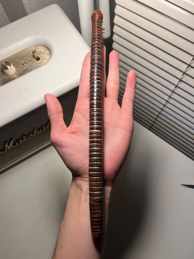 【超特大】ベトナムオオヤスデの標本 昆虫標本 タランチュラ ムカデ センチピード