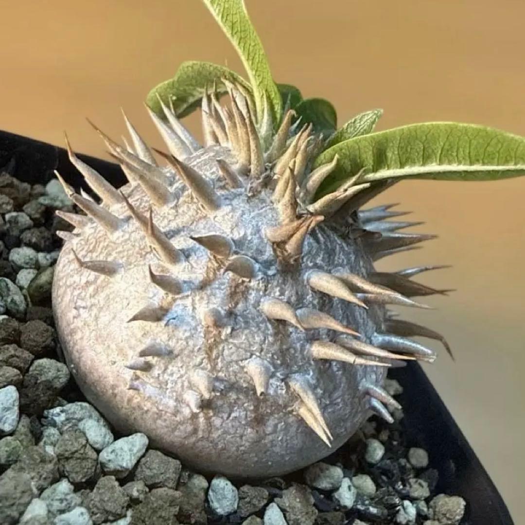 【極上】デンシカウレ 恵比寿大黒 プレステラ75 活着株 速達 グラキリス 塊根