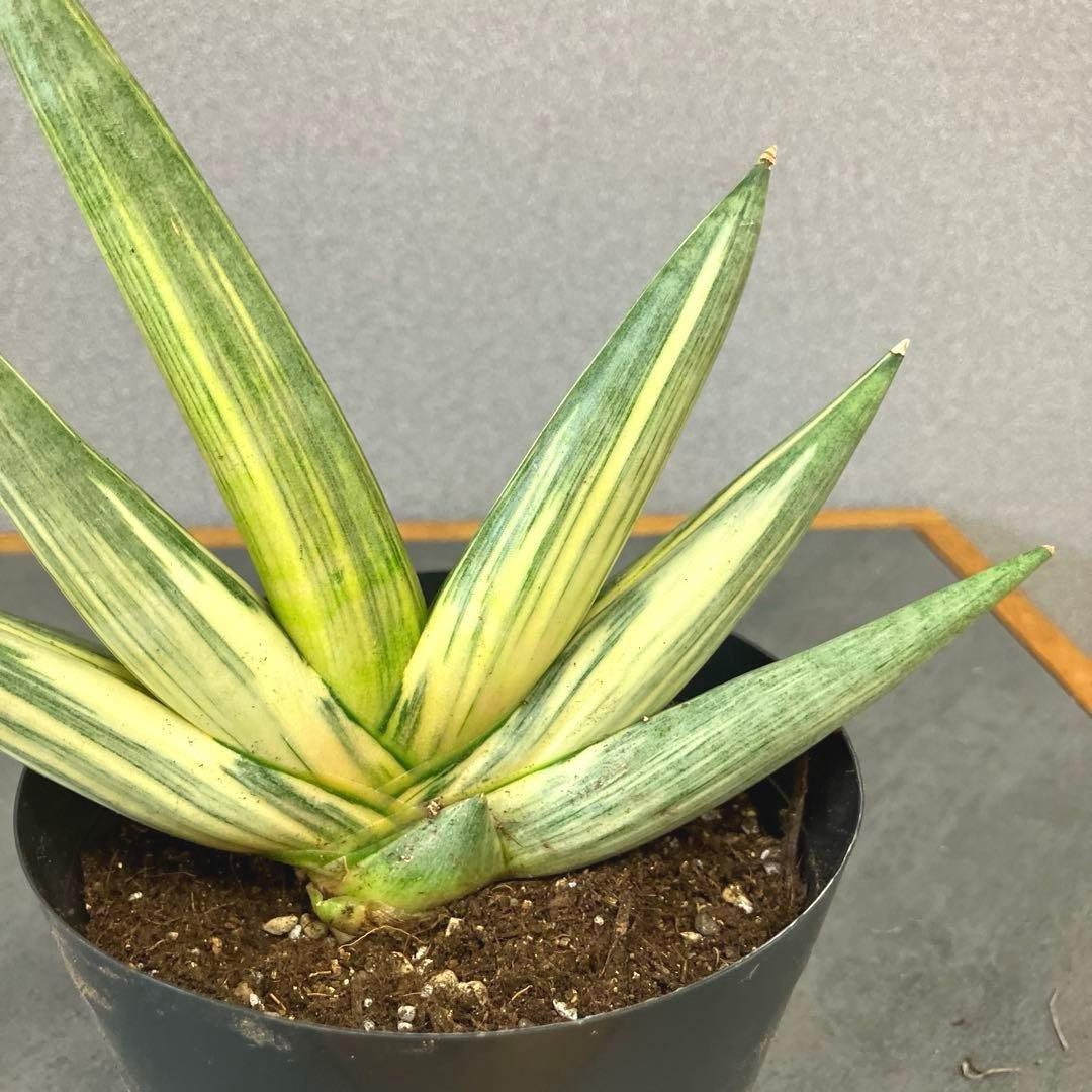 超絶希少❗️サンスベリア　雪女✨