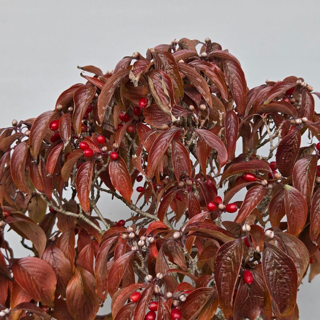 サンシュユ　[株立ち木]　中品盆栽