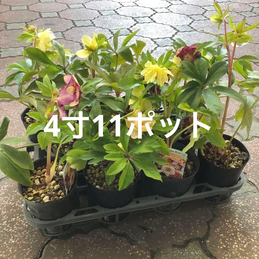 新潟ハイブリッド クリスマスローズ 11ポットセット お買い得です レア品種