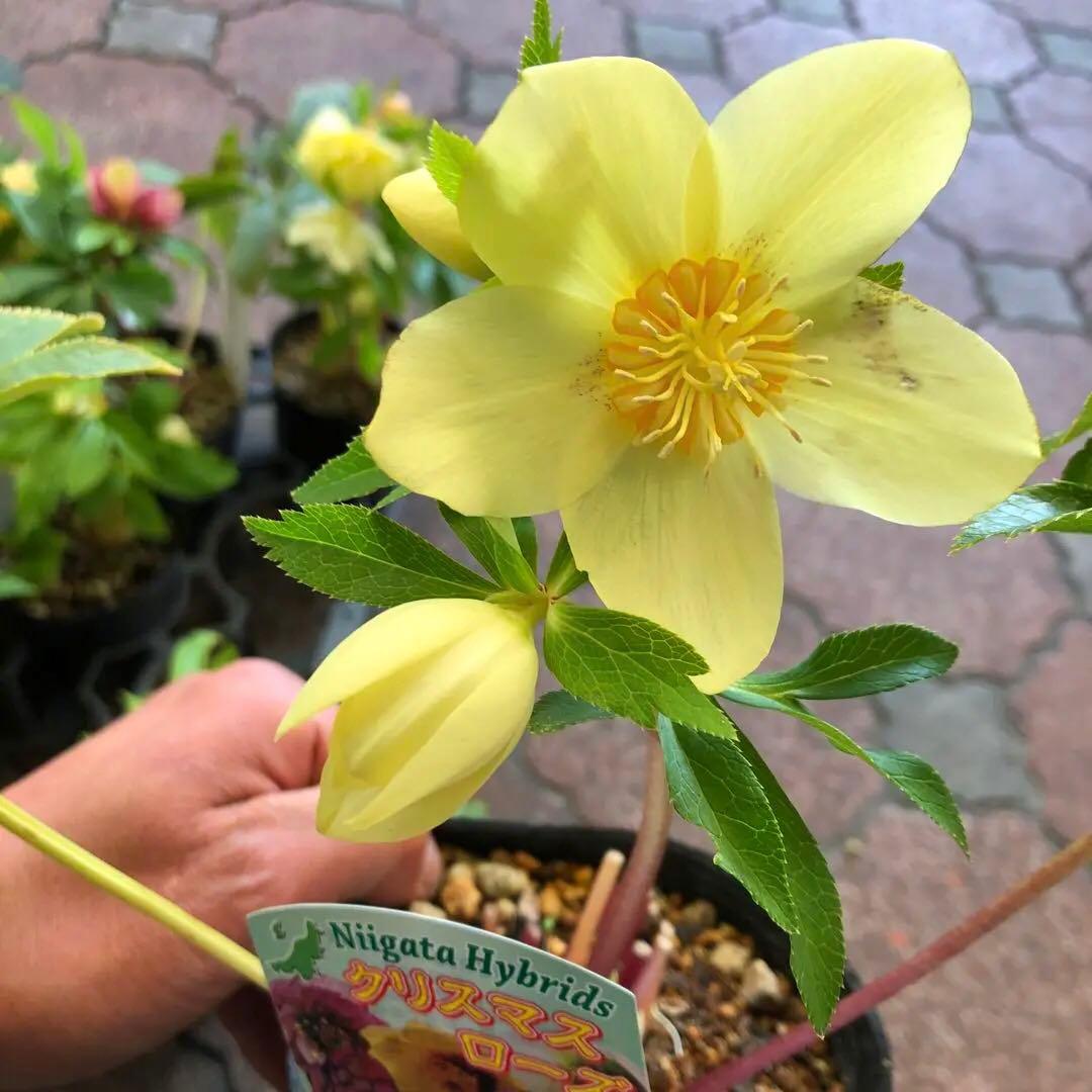 新潟ハイブリッド クリスマスローズ 11ポットセット お買い得です レア品種