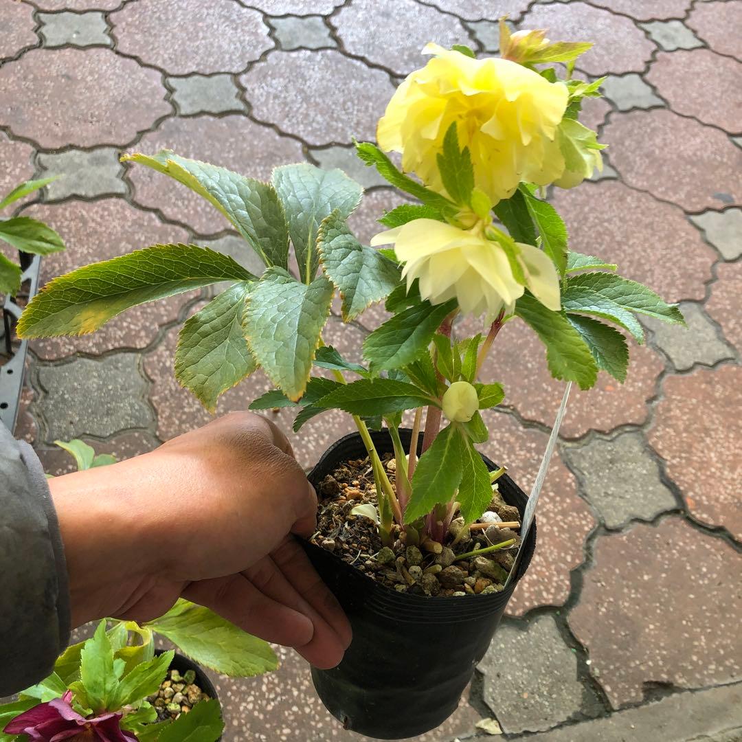 新潟ハイブリッド クリスマスローズ 11ポットセット お買い得です レア品種