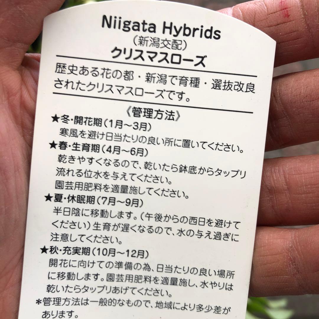 新潟ハイブリッド クリスマスローズ 11ポットセット お買い得です レア品種