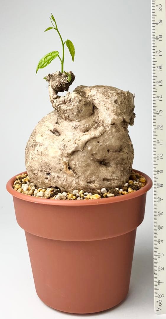 【激レア/大株/塊根植物】アデニア ペナンギアナ 鉢植え