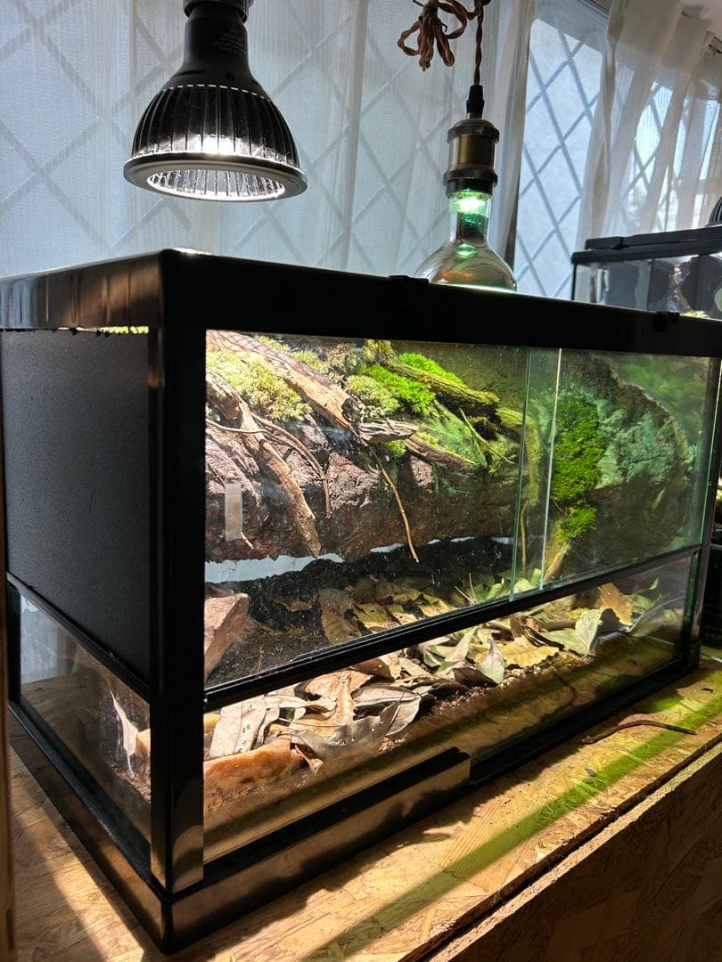 爬虫類ケージ　レイアウト品