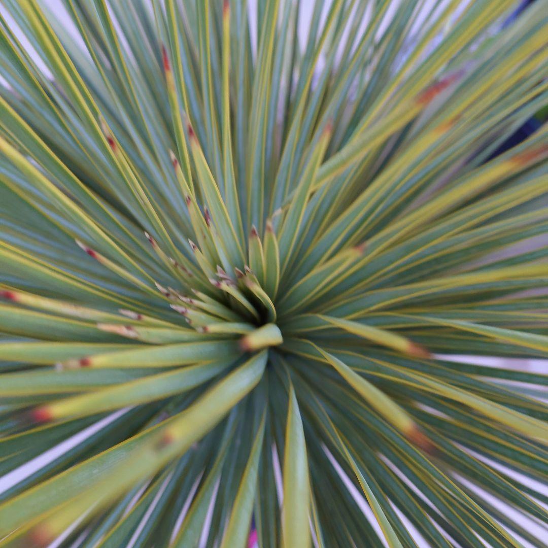 ユッカ ロストラータ 《Lサイズ・H=約1.55m・約48kg》304