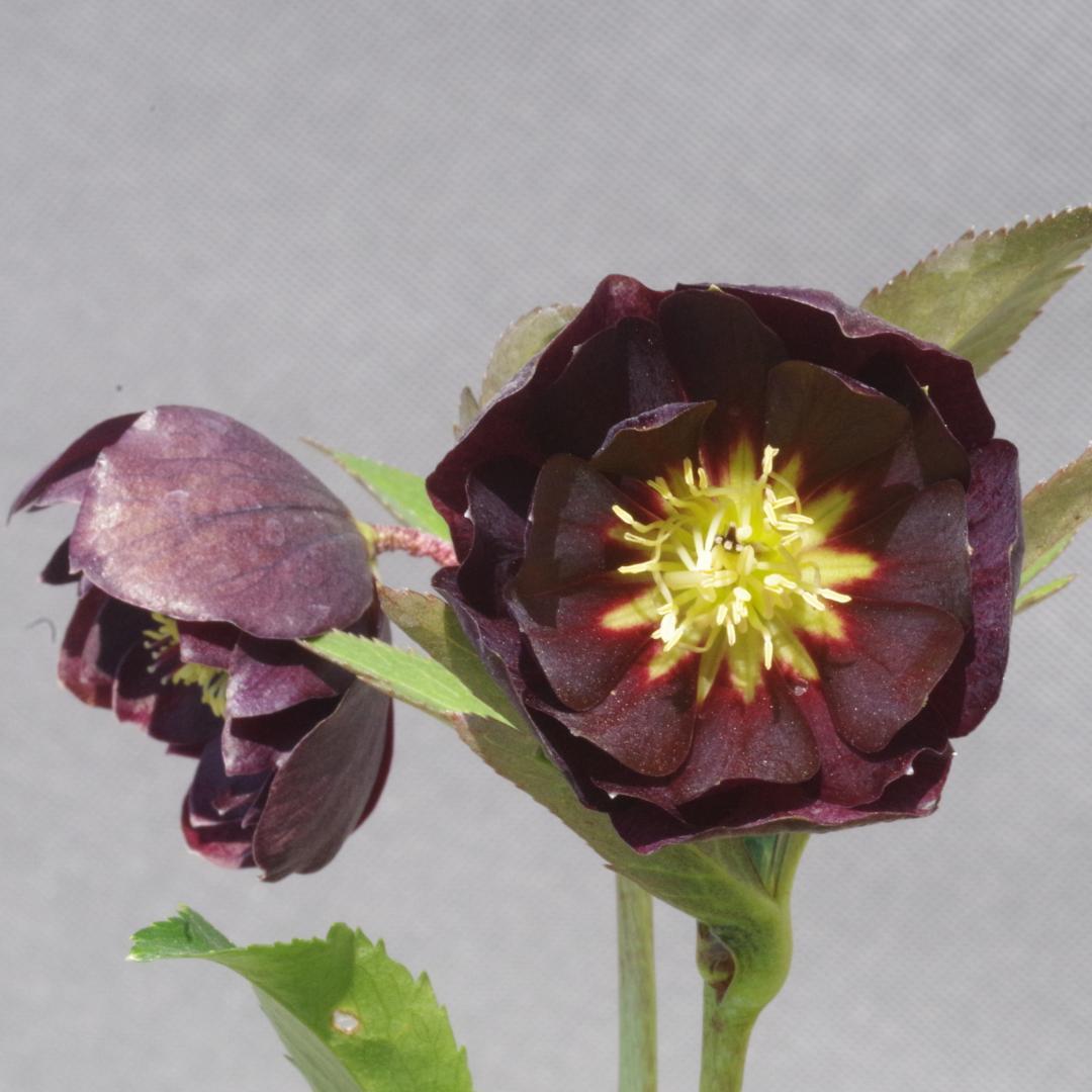 7648 認定！　キラメキ・チョコレート　クリスマスローズ開花　加藤農園