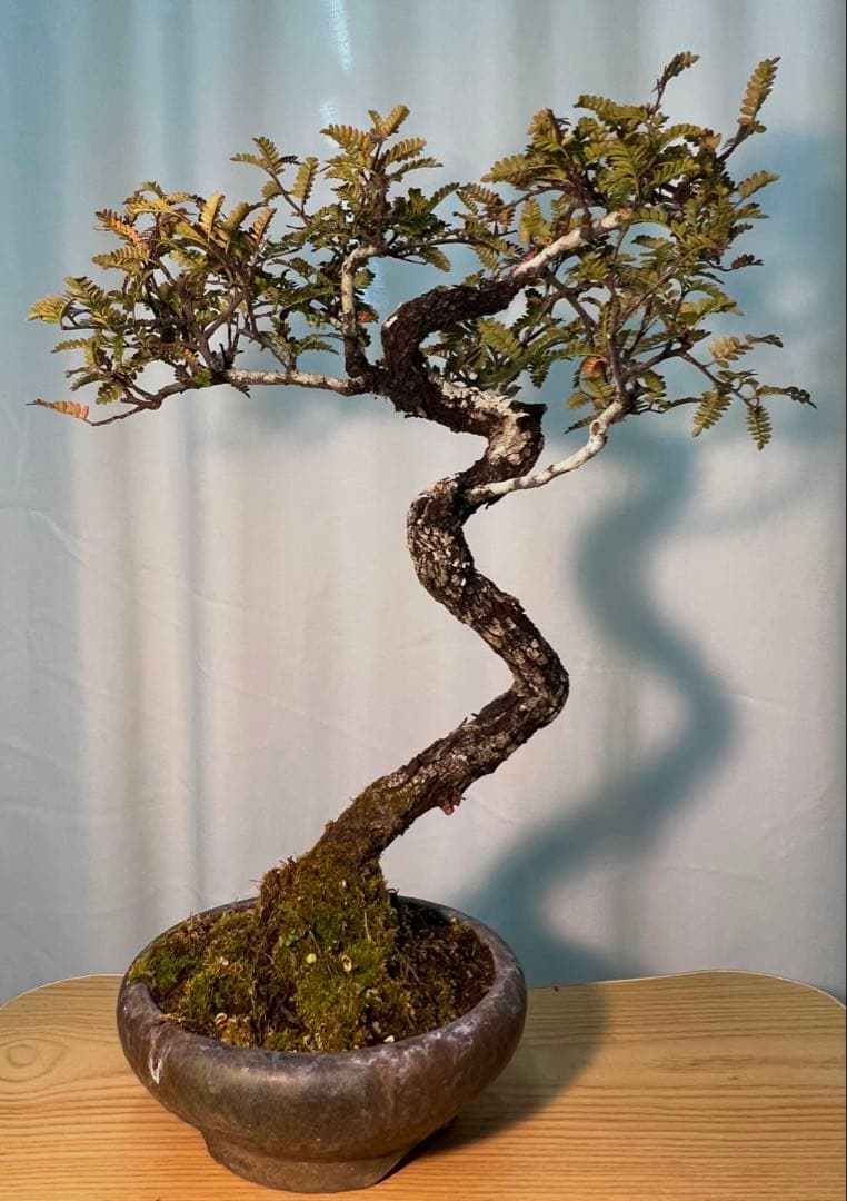 古木　天皇梅　磯山椒　文人木