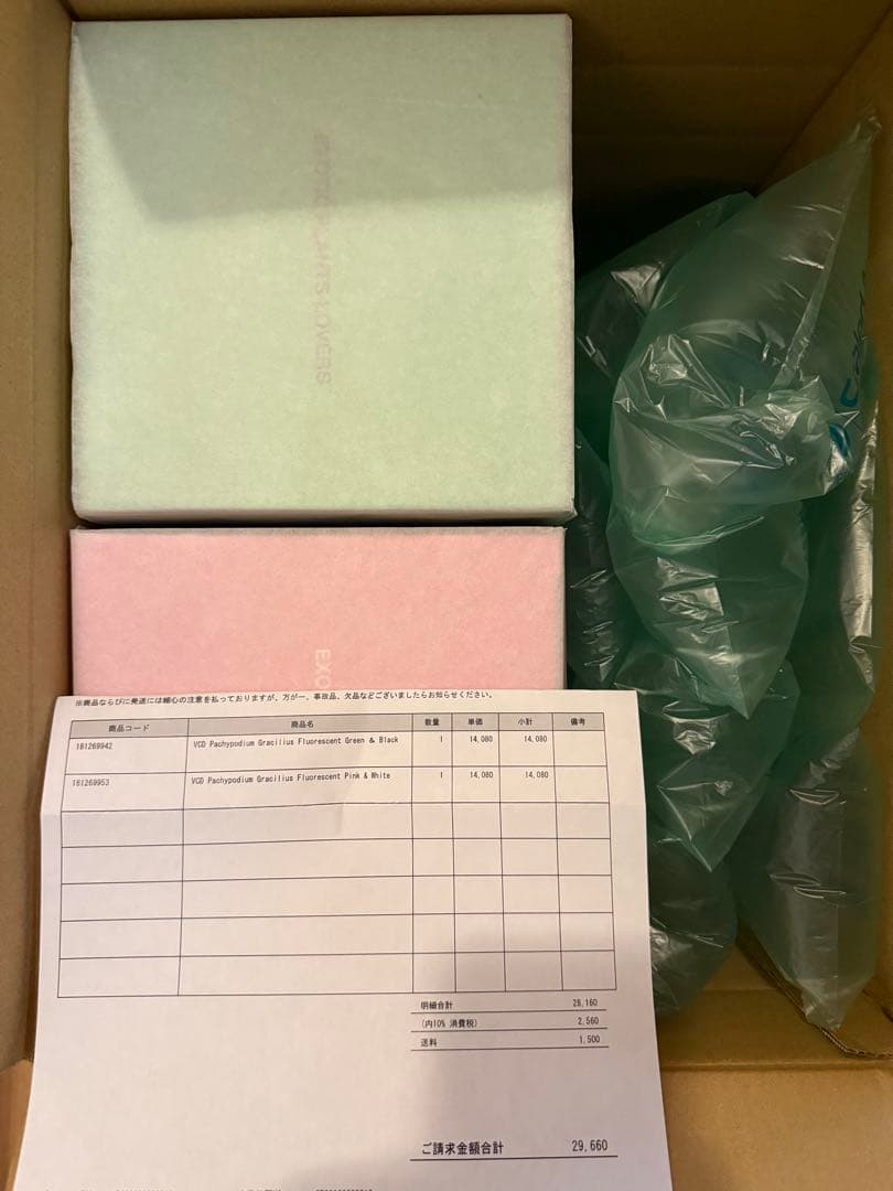 その他 VCD Pachypodium Gracilius BOTANIZE