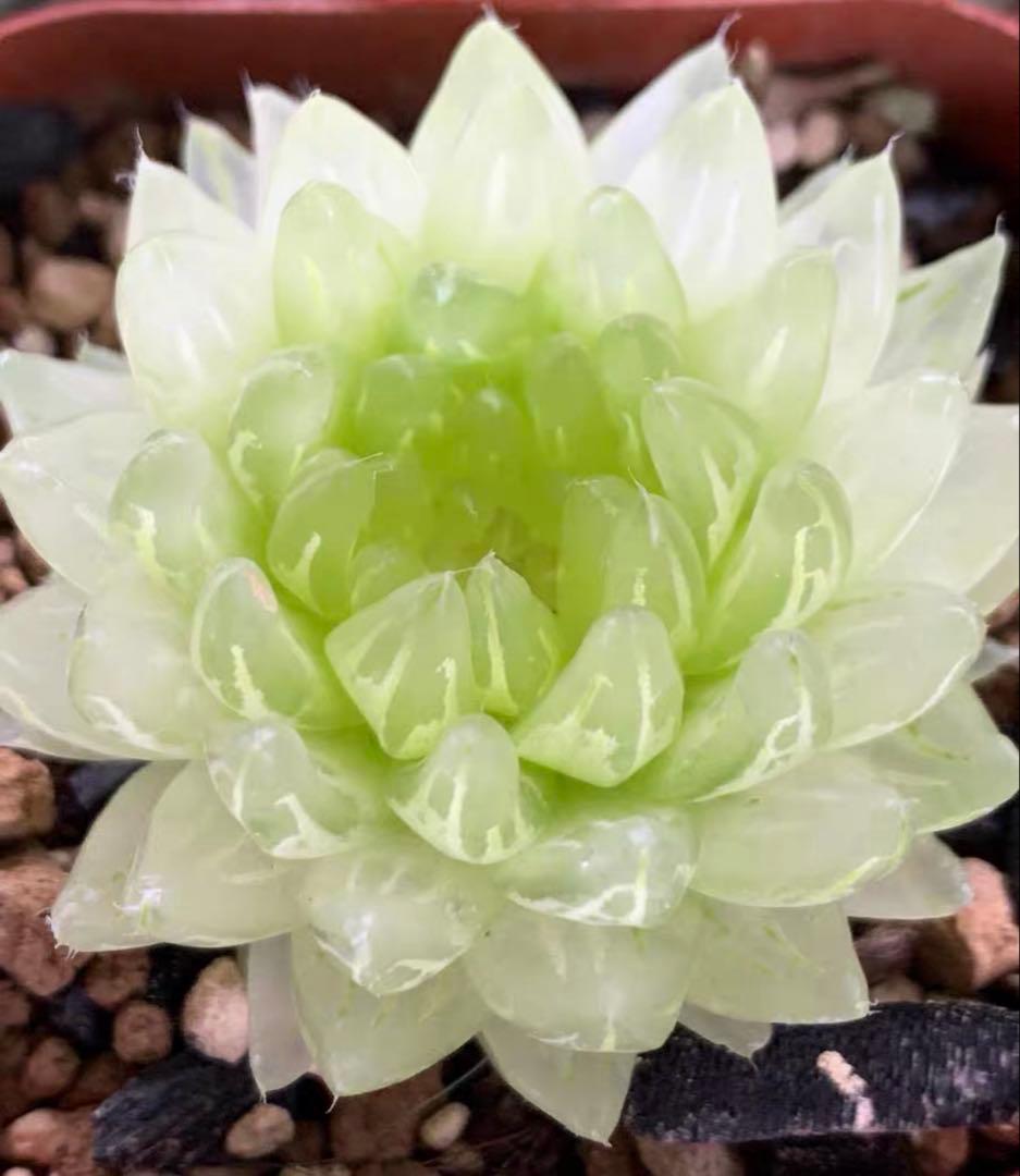 一*様 多肉植物　ハオルチア　太陽の恋人　エメラルドLED変異黄琥珀斑 糊斑