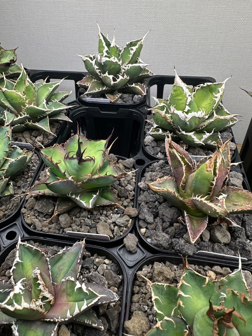 大特価　アガベ+α 60株セット