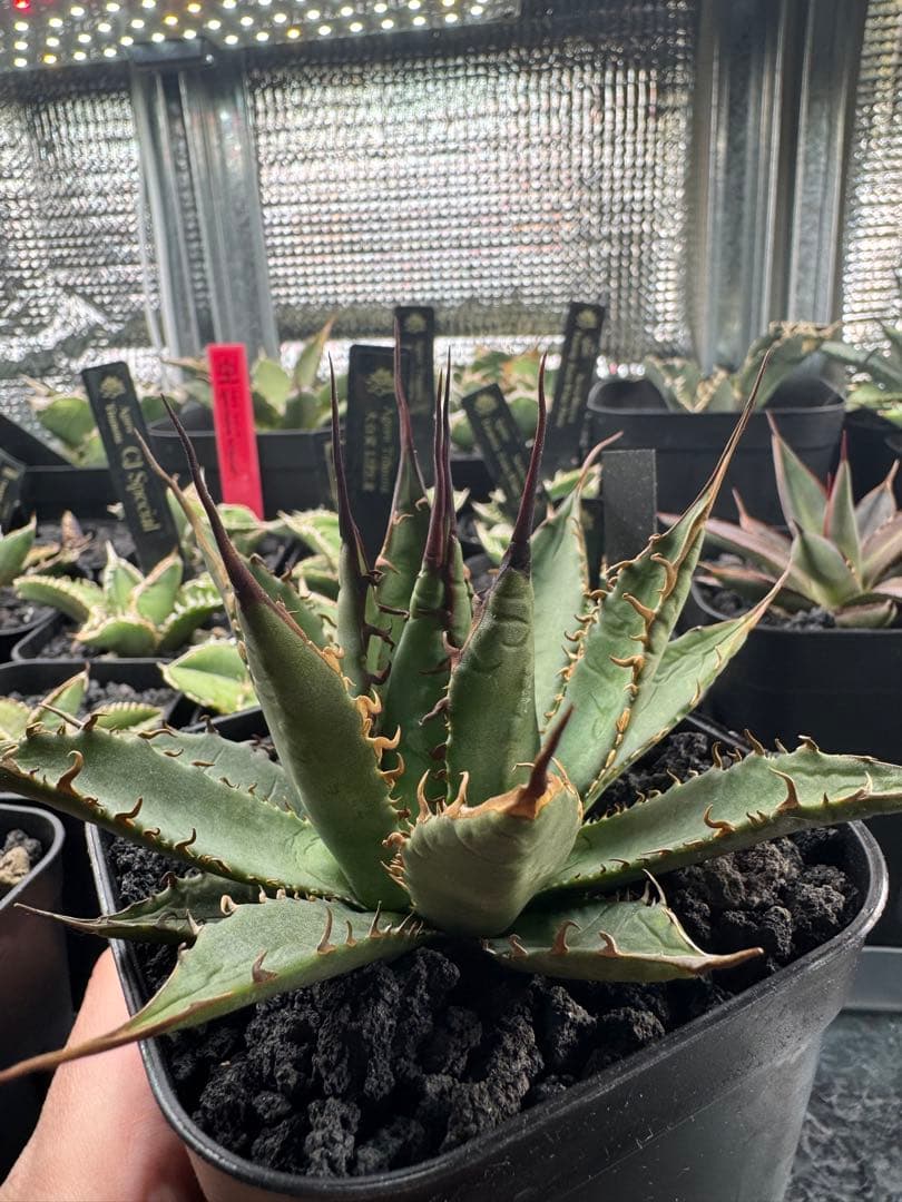 アガベ　ハイブリッド　妖炎×霍利達　検）妖姫　妖帝　妖霍利　エボリスピナ　ホリダ