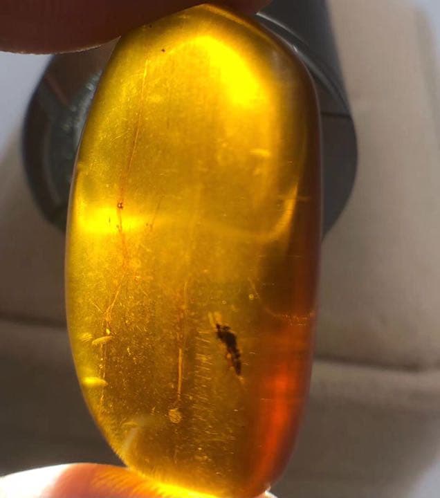 虫琥珀 虫入り アンバー  こはく 天然 ユニーク 天然石 虫入り