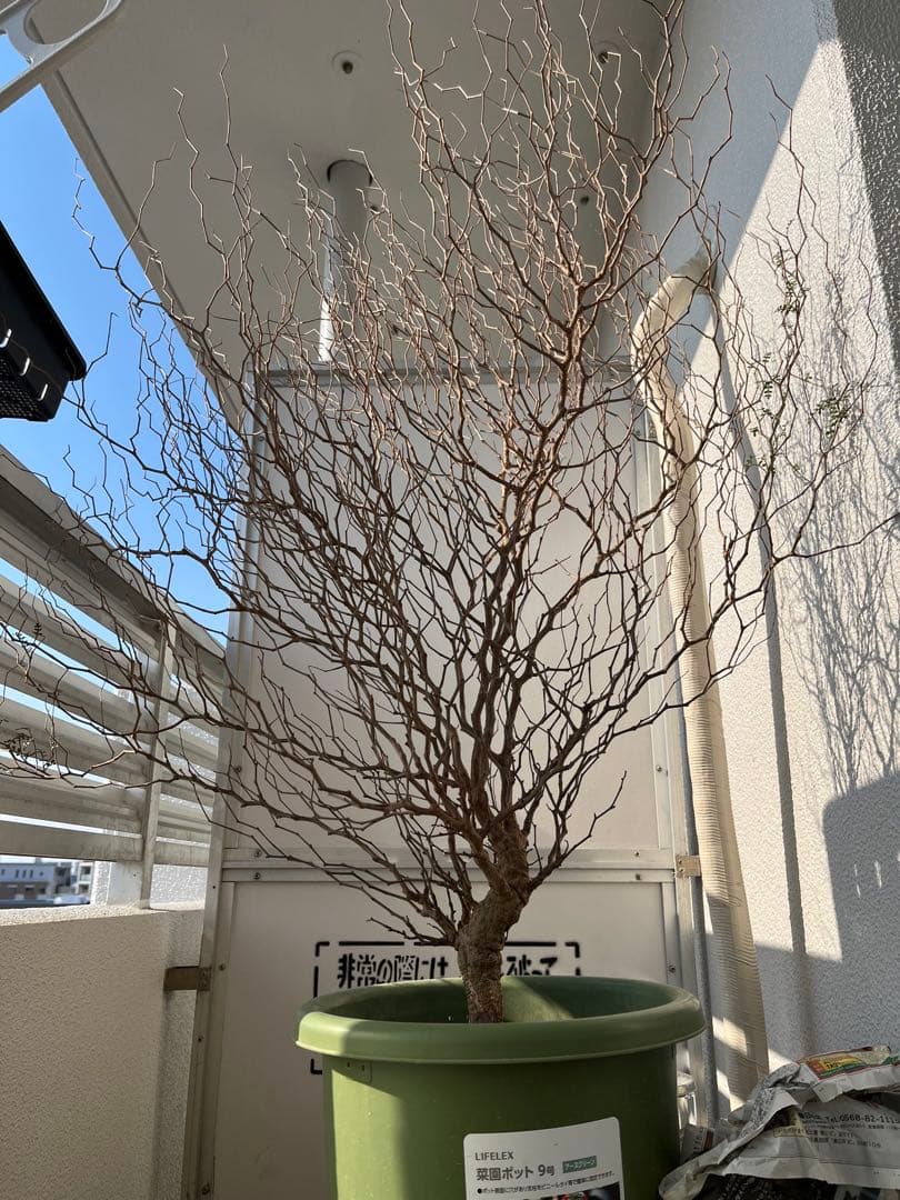 早い者勝ち 超極太 実生 パキプス オペルクリカリアパキプス