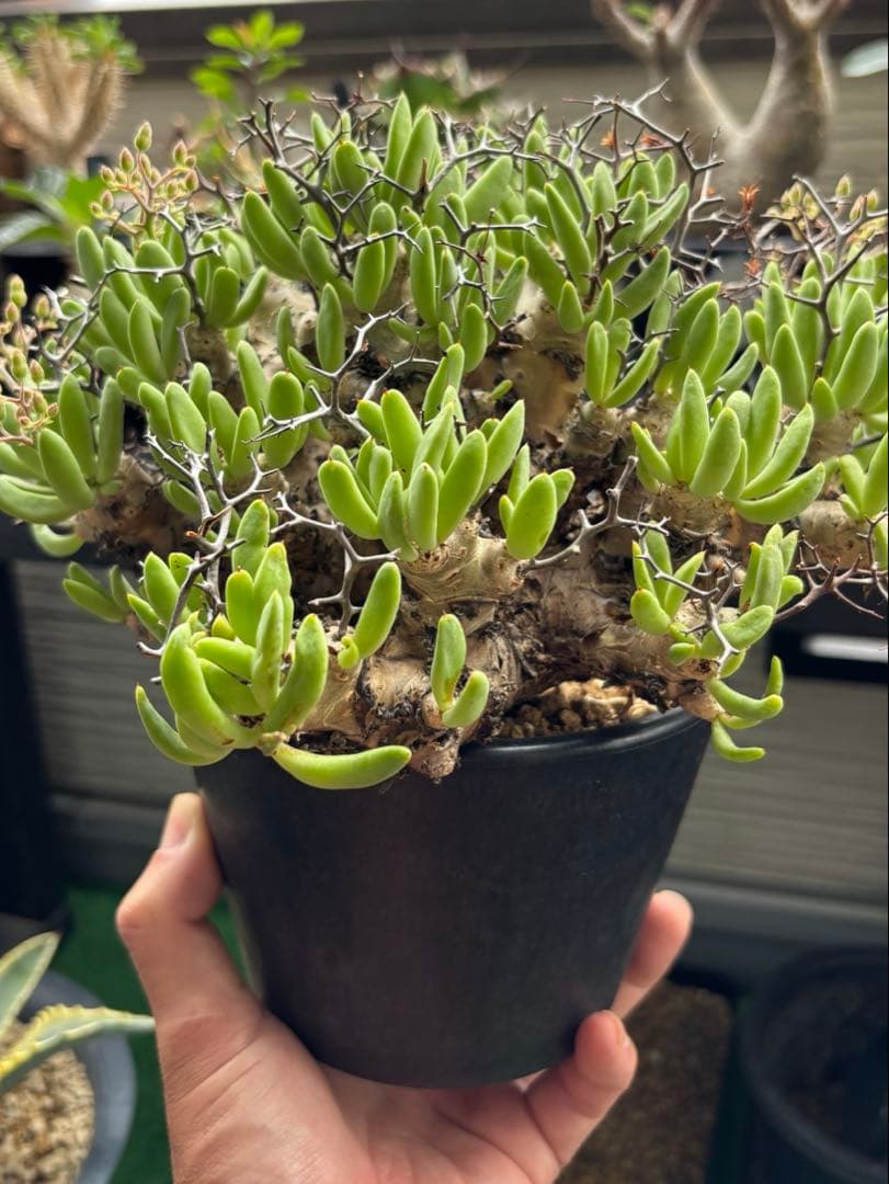 大株❗️ 塊根植物　チレコドン　レキュラータス　万物想　現地球