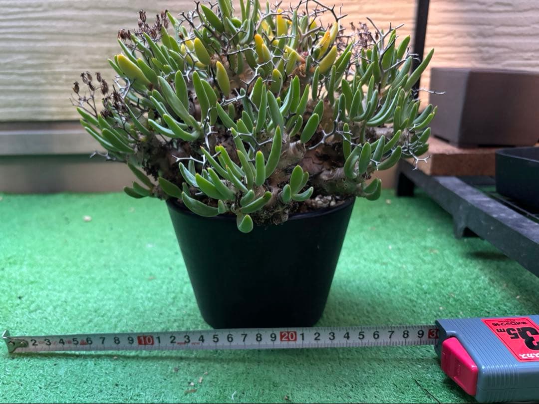 大株❗️ 塊根植物　チレコドン　レキュラータス　万物想　現地球