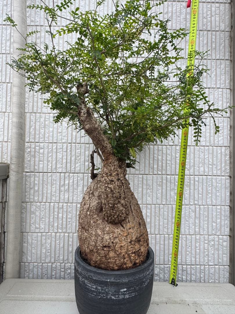 斑入り❔オペルクリカリア パキプス 幹幅19㎝ 発根済み 三州みやび鉢