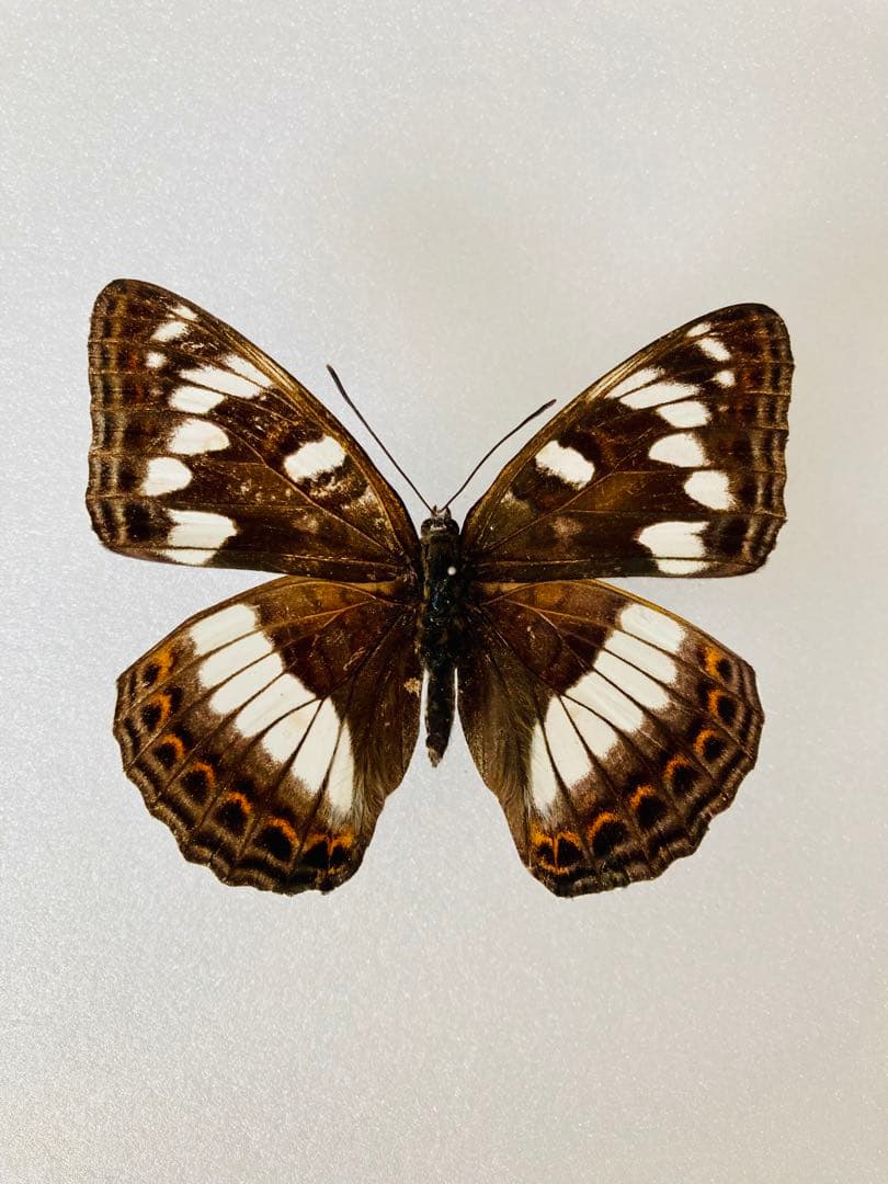 【6頭セット】オオイチモンジ（6メス・北海道産）