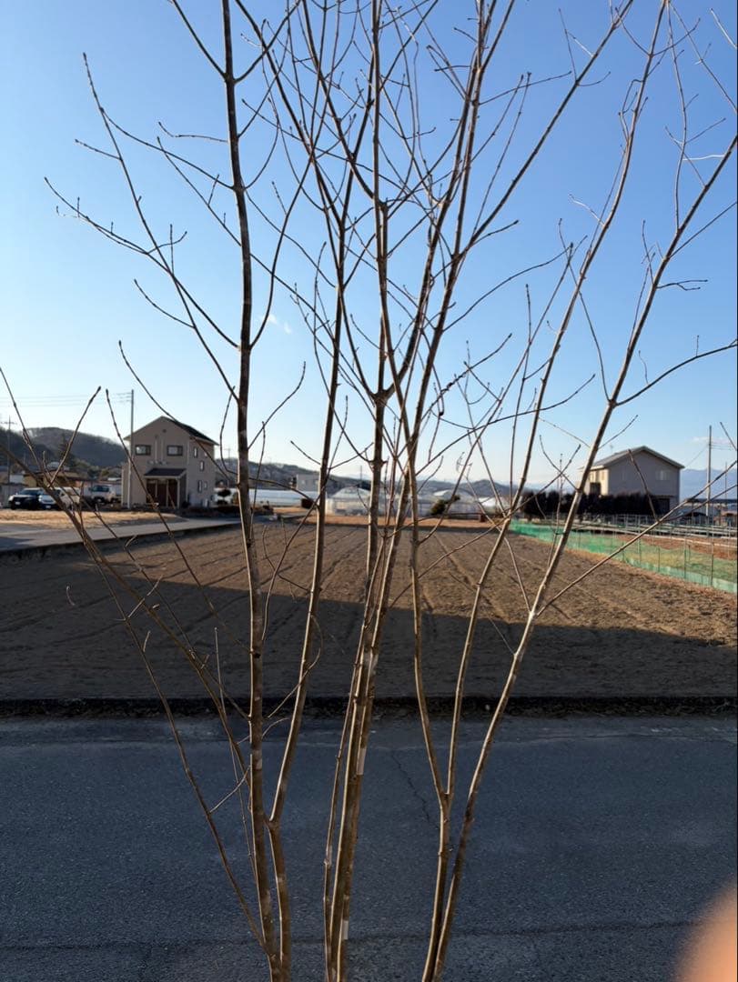 山採り アオダモ 株立ち 6本立ち 自然樹形