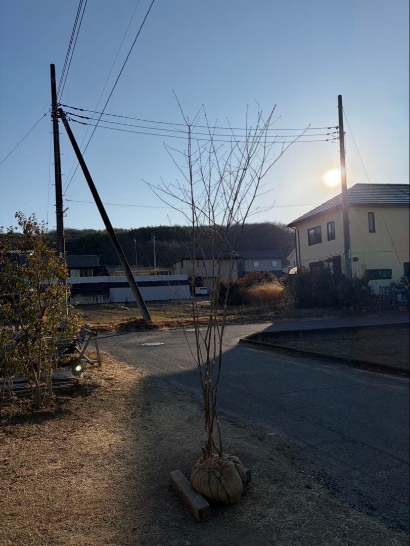 山採り アオダモ 株立ち 6本立ち 自然樹形