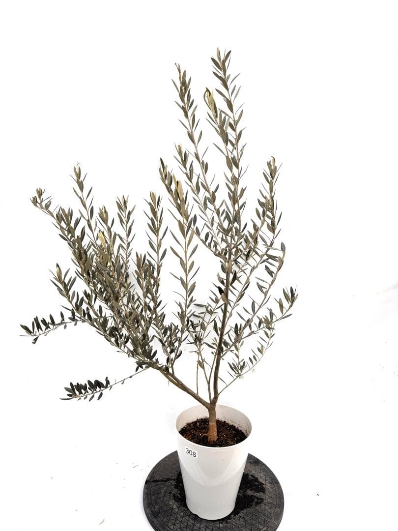 オリーブの木　バロウニ　7号　約110cm　K-308　希少品種　現品掲載