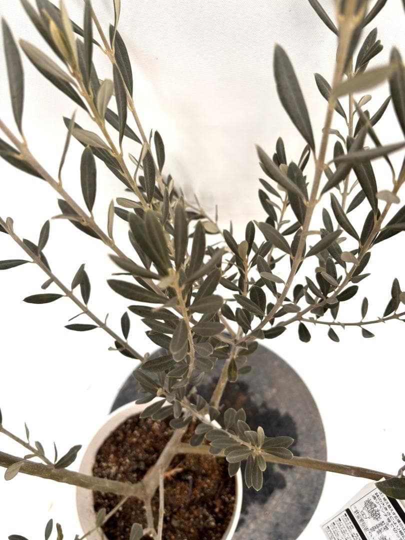 オリーブの木　バロウニ　7号　約110cm　K-308　希少品種　現品掲載