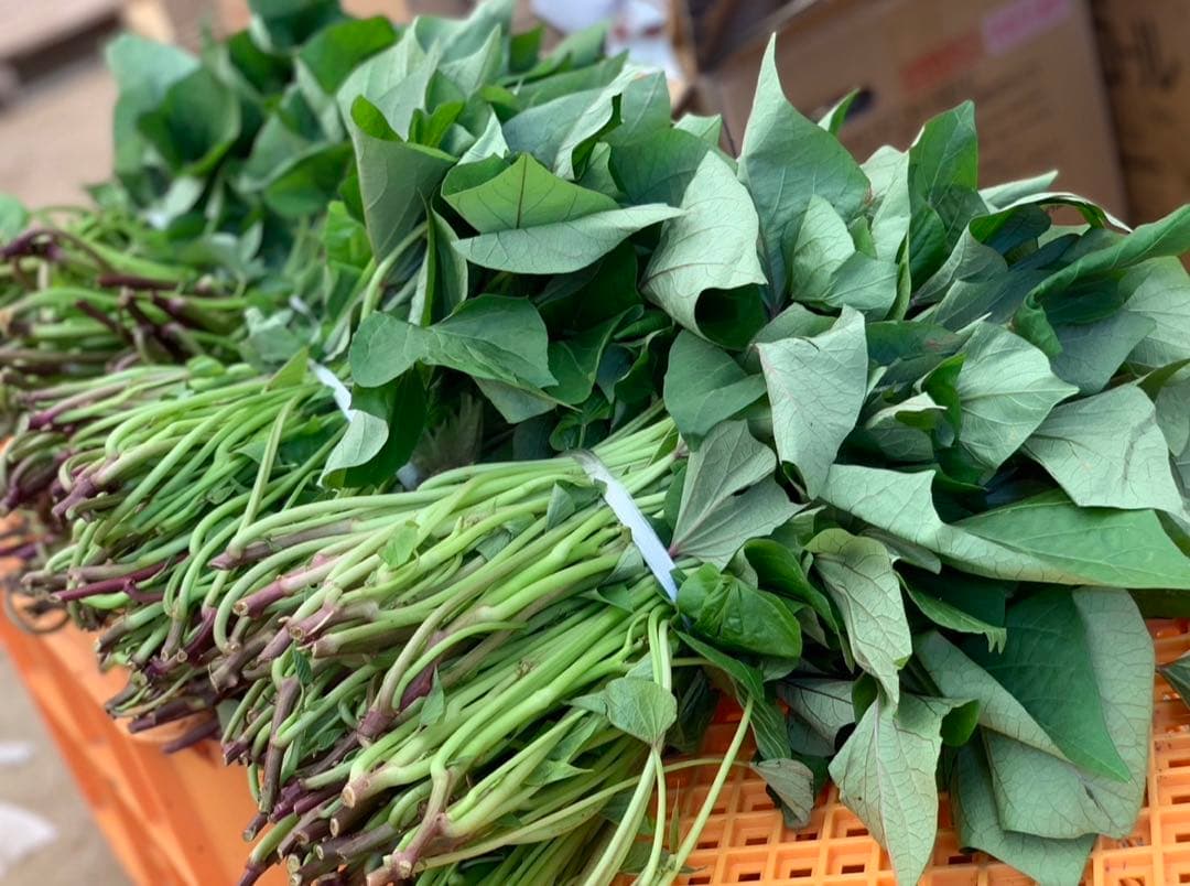 【予約受付中】紅はるか苗☆ウイルスフリー 1000本 4月中旬から発送開始