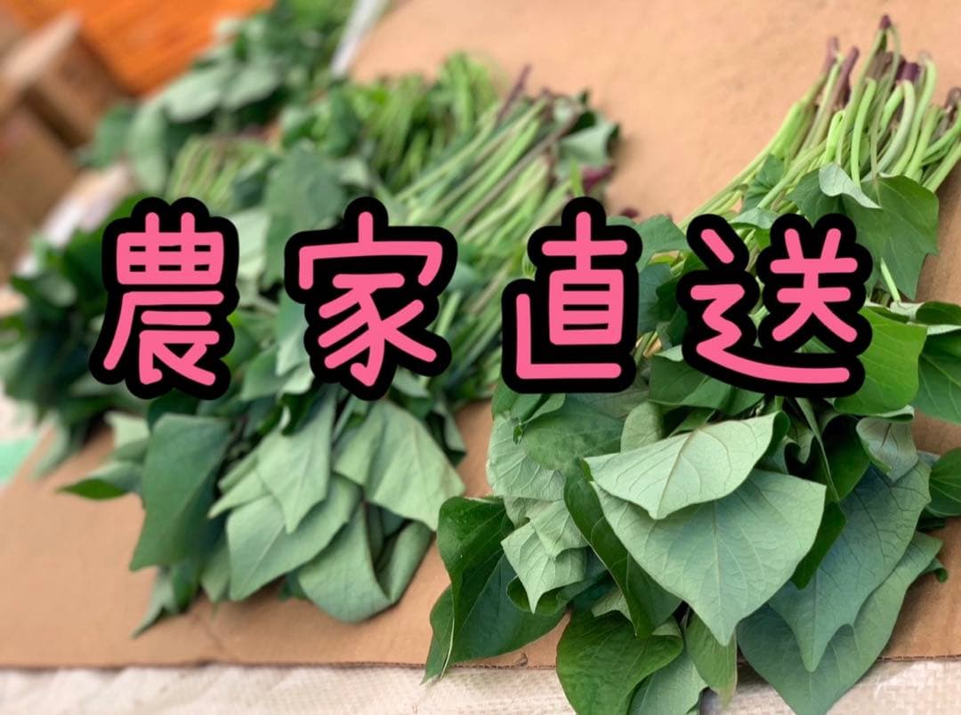 【予約受付中】紅はるか苗☆ウイルスフリー 1000本 4月中旬から発送開始