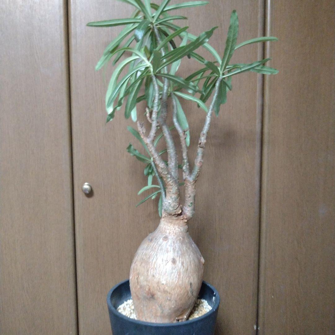 ▲現地球 大株 赤肌 アデニウム ソマレンセ ノバ