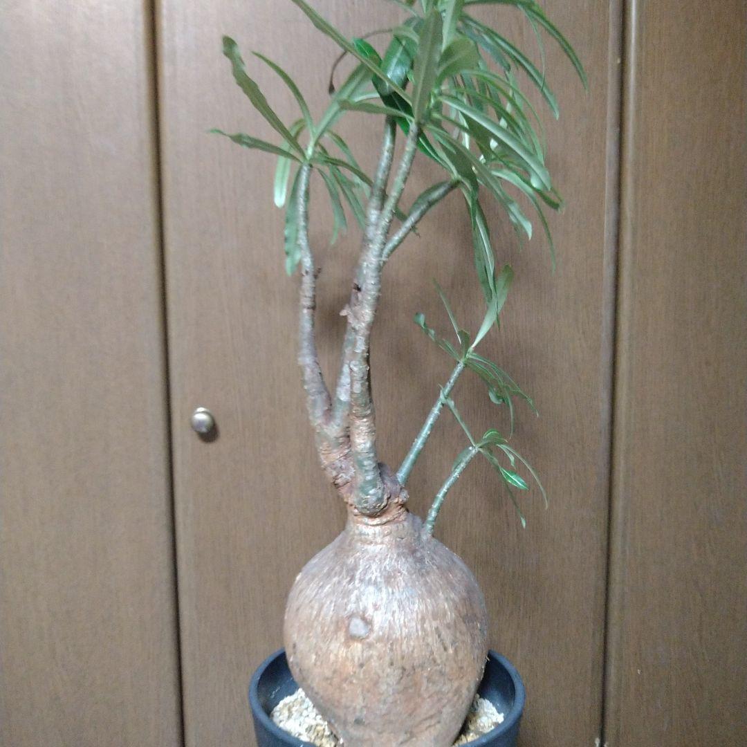 ▲現地球 大株 赤肌 アデニウム ソマレンセ ノバ