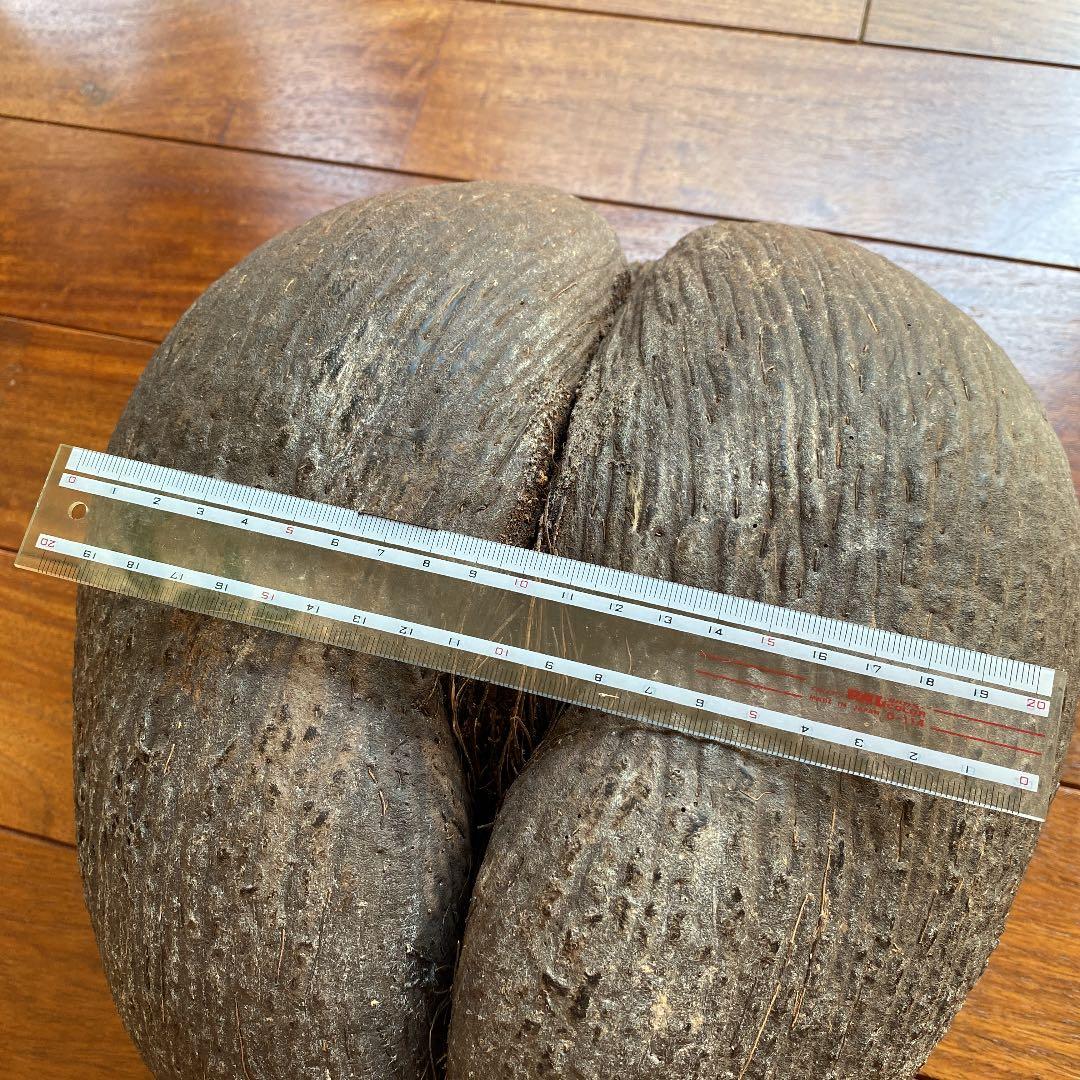 フタゴヤシ　禁断の果実　送料無料☆☆☆