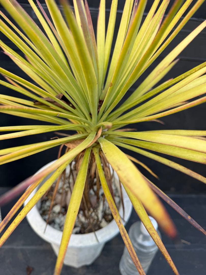 ユッカ アロイフォリア　観葉植物 鉢 約80cm